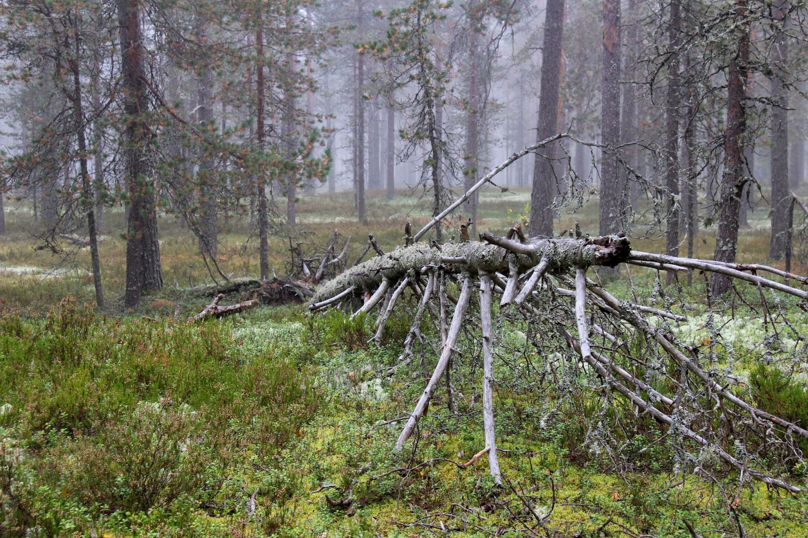 Aikani kuluksi : Lauhanvuori Isojoella Aikani kuluksi : Lauhanvuori Isojoella